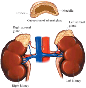 Adrenal-Glands