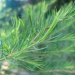australian tea tree - the oil of australian tea tree is great for treating ringworm