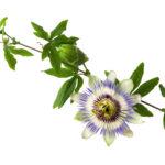 Passionflower for stress and anxiety